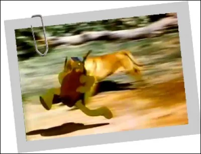 Dans quel film Disney peut-on rencontrer frère Tortue ?