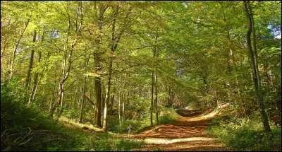 Tu es tout seul dans une forêt, tu as une baguette qui n'a plus qu'un sortilège en réserve :