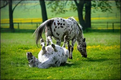Le cheval est-il un animal très joueur ?