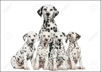 Eux, ce sont des ...