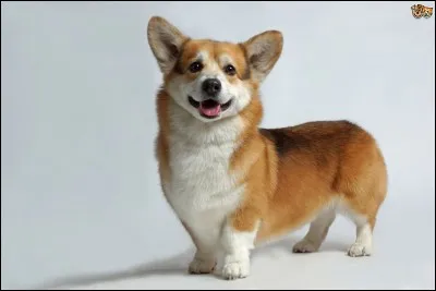 Quelle est cette race de chien ?