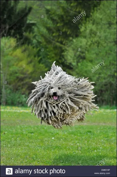 Enfin pour finir ! Non, ce n'est pas une serpillière mais bien un ...