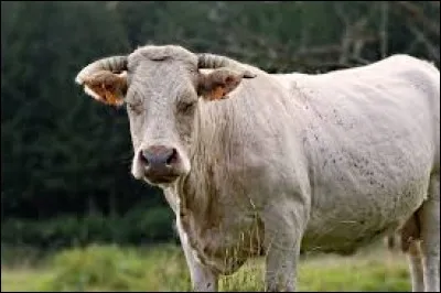 Que fait une vache quand elle a les yeux fermés ?