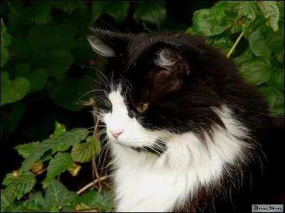 Je suis un gros chaton domestique, je suis noir et blanc, et je suis un peu ami avec Cur de Feu. Qui suis-je ?