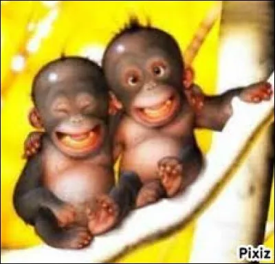 Qu'est-ce que deux hommes sur une branche ?