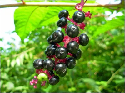 Quel est ce fruit toxique ?