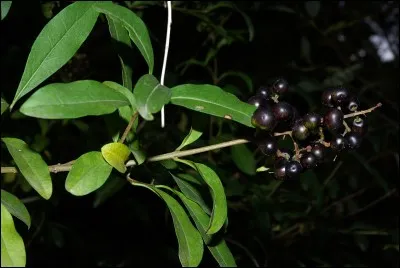 Quel est ce fruit toxique ?