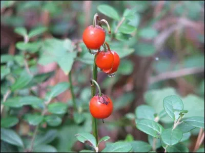 Quel est ce fruit toxique ?