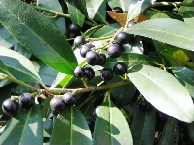 Quel est ce fruit toxique ?