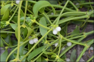 Quel est ce fruit toxique ?