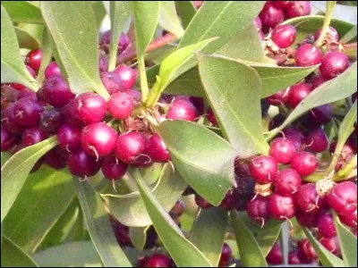 Quel est ce fruit toxique ?