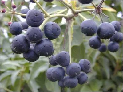 Quel est ce fruit toxique ?