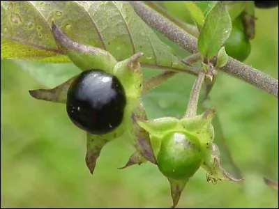 Quel est ce fruit toxique ?