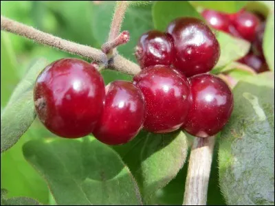 Quel est ce fruit toxique ?
