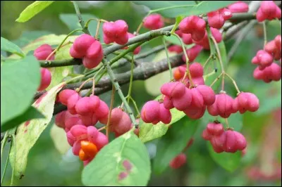 Quel est ce fruit toxique ?