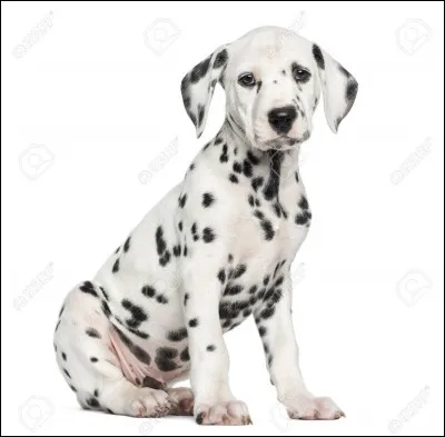 Les poils des dalmatiens sont :