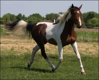 À l'état naturel, les chevaux vivent :