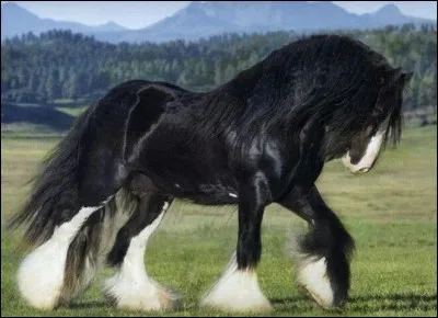 Comment s'appelle cette race ?