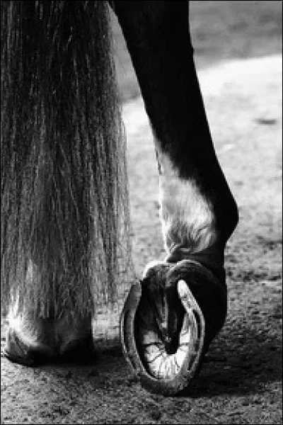 Si, comme les Pieds nickelés, vous utilisez un pied-de-biche, vous saurez peut-être aussi quoi faire du pied-de-cheval ?