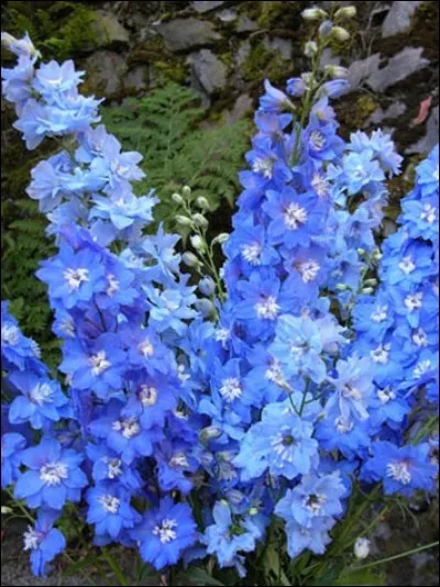 Ces superbes et grandes fleurs, dans des teintes de bleus magnifiques, sont des delphiniums (leur fleur portant une petite corne ressemblant au rostre du dauphin). Mais leur nom commun a rapport au pied. Quel est-il ?
