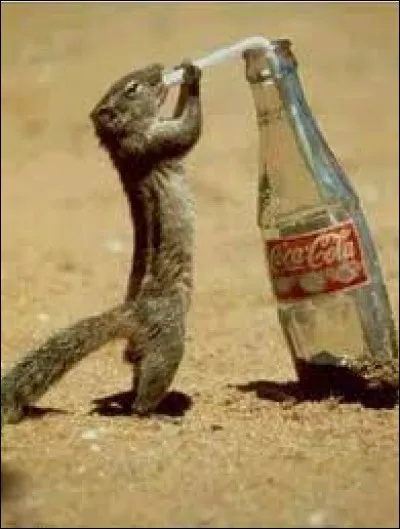 Quel est le pluriel d'un coca ?