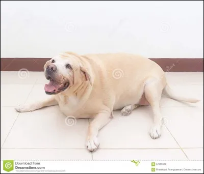 Comment s'appelle le chien de l'aveugle ?