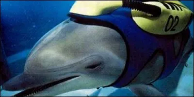 Dans quelle série le dauphin Darwin aide le Capitaine Nathan Bridger, alias Roy Scheider ?