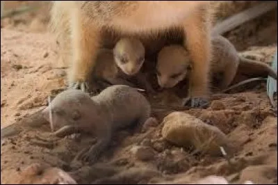 Je t'emmène avec moi visiter les grandes plaine d'Afrique, trouve le nom des bébés !