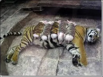 Comme tu peux le voir, cette tigresse élève cinq tigreaux !