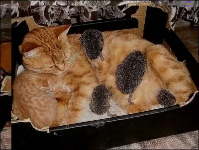 Etrange non, pourtant ce sont bien des ...