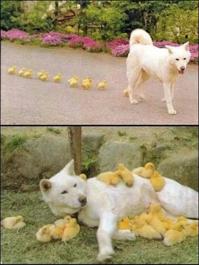 Cette chienne a une famille nombreuse, je la soupçonne de vouloir toucher les allocs !