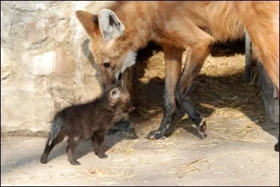 Fais bien attention à ne pas te tromper, qui est ce bébé ?