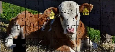 Quelle est la bonne pièce ?