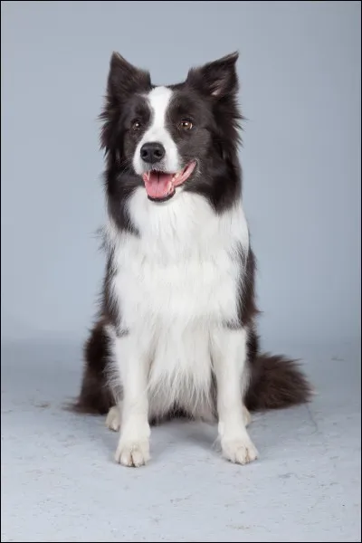 Quel serait le prénom de ton chien ou chiot ?