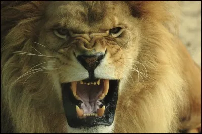 Quel 'Lion' avait pour slogan, 'Pour rugir de plaisir' ?
