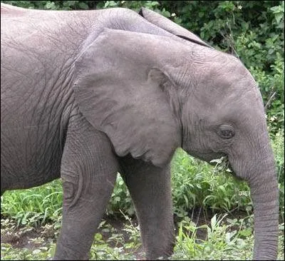 Un visage humain se cache dans cette image, où est-il ?