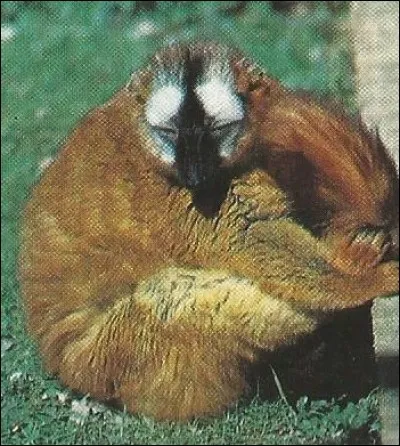 Quel titre nobiliaire est situé juste après le comte ?