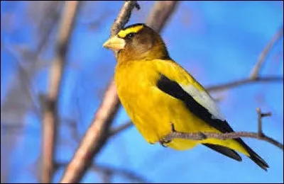 Zèbre, perlé, bleu ou rosé, c'est un poisson connu des aquariophiles.