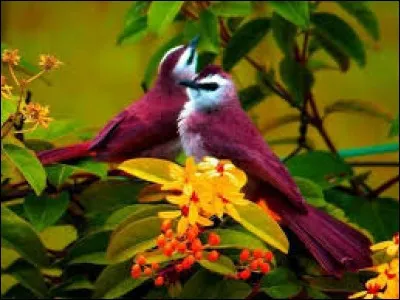 Il peut être de boissons ou de tabac.