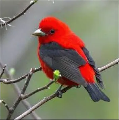 Ce petit bourgeon se forme sur le côté d'un bulbe mis en terre.