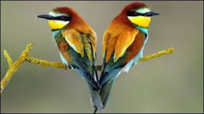 Durillon provoqué par le frottement :