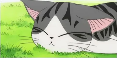 Comment se nomme cet adorable chaton qui mène une belle vie de chat ?