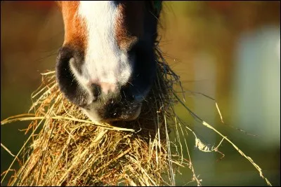 Le cheval a sa ration de nourriture en fonction de :