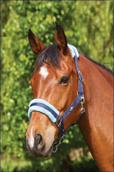 À quoi sert le licol ?