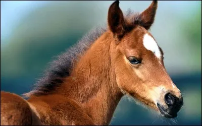 Quel est le régime alimentaire du cheval ?