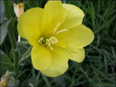 Quelle est cette fleur ?