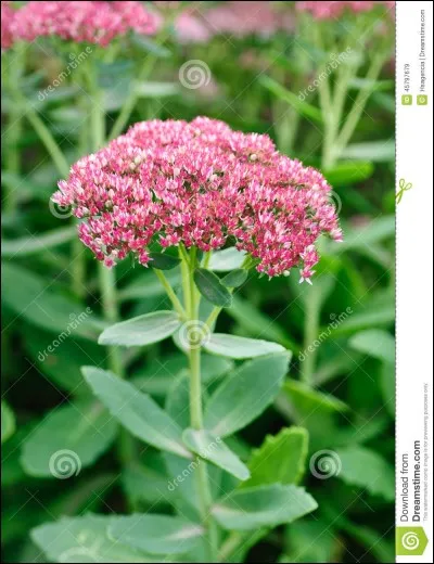 Quelle est cette fleur ?