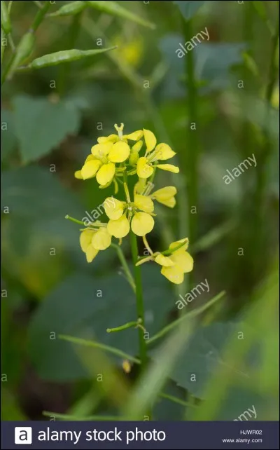 Quelle est cette fleur ?