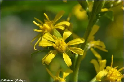 Quelle est cette fleur ?