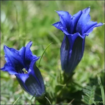 Quelle est cette fleur ?